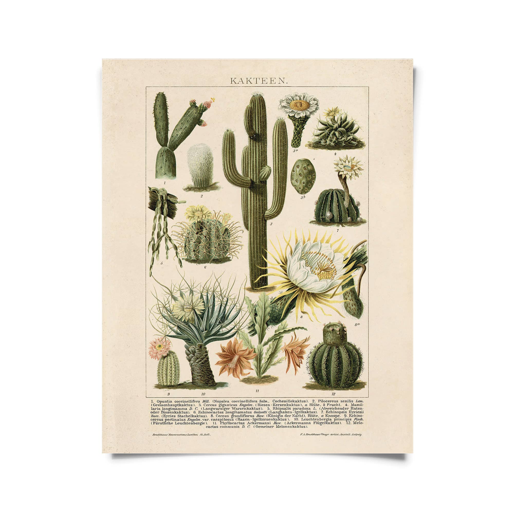 Vintage Botanical Cactus Kakteen 2 Print