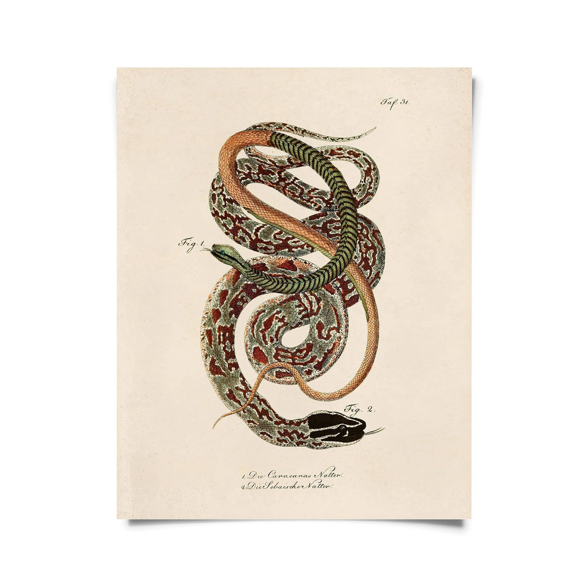 Vintage French Snake Zoology 2 Print